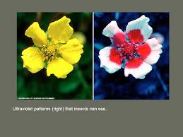 Pollination How To Play The Game Alternatives Some Flowering Plants Have Reverted To Use Of Wind Flowers Very Minimal Ppt Download