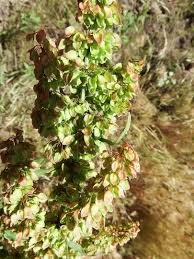 Image result for Rumex crispus