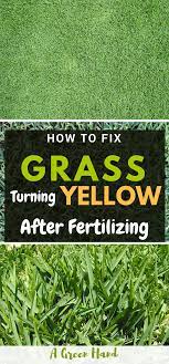 How To Fix Grass Turning Yellow After Fertilizing Organic Gardening Tips Organic Vegetable Garden Organic Gardening