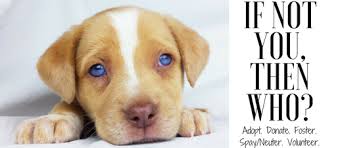 You'll see the same people on a regular basis, and can bond through your common interest of helping animals and the inevitable funny stories that incoming critters will inspire. Local Animal Shelter You Can Help Them In Many Ways