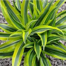 The leaves of young plants may dry out, and the stem eventually dies. Dracaena Care Guide Growing Tips Hgtv
