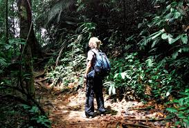 Taman negara national park is the main national park in malaysia and sits across the states of pahang, kelantan and terengganu. 10 Best Things To Do In Taman Negara With Photos Touropia