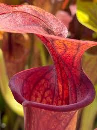 Image result for Fuirena obcordata