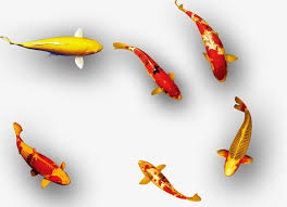 Carp Koi Fish Png Clipart Image And Ps 291058 Png Images Pngio Pikbest have found 423 great koi fish images for free. carp koi fish png clipart image and