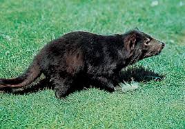 Tasmanian devil, stocky carnivorous marsupial with heavy forequarters, weak hindquarters, and a large squarish head. Tasmanian Devil Habitat Population Size Facts Britannica