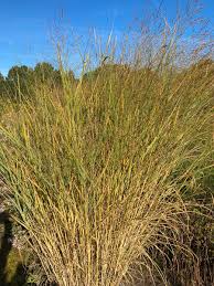 Rutenhirse f (genitive rutenhirse, plural rutenhirsen). Ruten Hirse Cloud Nine Panicum Virgatum Cloud Nine Gunstig Online Kaufen