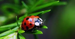 картинки на рабочий стол компьютера на весь экран кошки Krasivye Kartinki Na Rabochij Stol Besplatno Na Ves Ekran 46 Foto Prikolnye Kartinki I Yumor Kartinki Ekrany Yumor