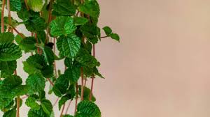 Image result for Pilea rivularis