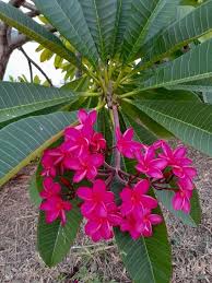 Image result for Plumeria rubra