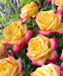 There are 47 orient express rose for sale on etsy, and they cost $41.49 on average. Large Flowered Rose Pullman Orient Express Shrub Rosa Pullman Orient Express The Glorious Large Flowered Rose Pullman Or Beautiful Flowers Flowers Rose