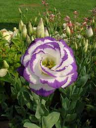 These Are Some Of The Most Expensive Flowers In The World Lisianthus Flowers Expensive Flowers Beautiful Flowers