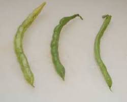 Dec 16, 2020 · the first method for freezing green beans involves blanching them in advance. How To Freeze Green Beans And Other Beans From Your Garden Or The Shop Easily With Step By Step Photos Recipe Directions Ingredients And Costs