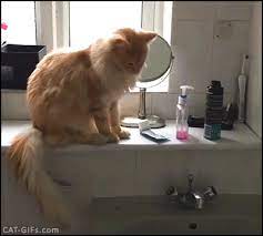 Cat Gif Naughty Ginger Cat Knocks Over Everything And The Sink Becomes A Bathroom Trash Can Cat Gif Ginger Cats Funny Cat Videos