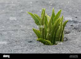 Image result for Asplenium barteri