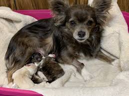 Contact the rescues and animal shelters below directly for information on adoption and costs. Kiara S Akc Chihuahuas Of Michigan Kiaras Akc Chihuahuas