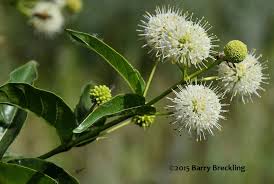 Image result for Cephalanthus