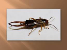 So, you have earwigs in your home or garden. Are Earwigs Bugging You Too
