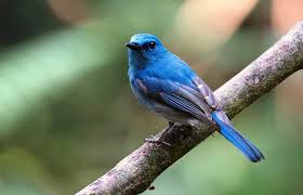 Anda berminat hub 0812 3333 3339. Pin Oleh Informasi Komunitas Kicau Mani Di Perawatan Burung Burung Biru