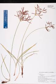 Image result for Cyperus sp.no.7