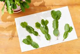 Image result for cactus cuttings