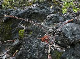 Image result for Phyllanthus manicaensis