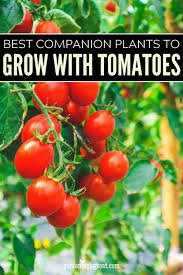 Apr 05, 2021 · if you have lots of flowers and no tomatoes. Best Companion Plants For Tomatoes In Your Vegetable Garden Gardening Is Great