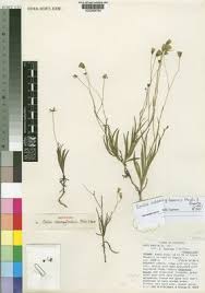 Image result for Combretum pisoniiflorum