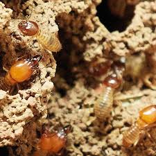 Johnson pest control has provided pest control to sevierville residents since1984. Residential Services Home Of Absolute Pest Control