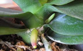 How To Identify A New Orchid Root Vs Flower Spike Orchid Roots Orchids Garden Phalaenopsis Orchid