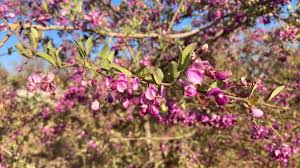 Image result for Vernonia longipedunculata