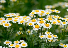 Check spelling or type a new query. Plant Allergies 8 Plants To Never Grow Bob Vila