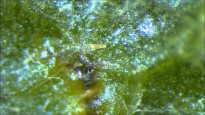 Image result for Calepitrimerus vitis