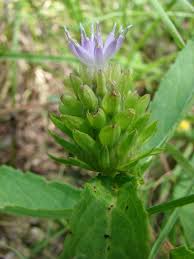 Image result for Vernonia adoensis