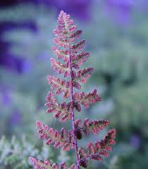 Image result for Cheilanthes