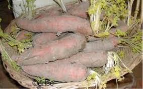 Facile Pas De Cuisson Ni Sterilisation Etc Ce Procede Preserve Non Seulement Les Vitamines Des Legumes Mais Releve Aussi Leur Vegetables Carrots Marinade