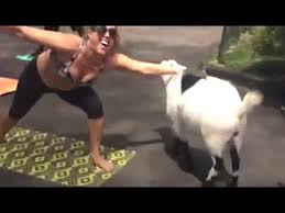 The rise of political correctness on college campuses; Goats Gone Wild At Goat Yoga The Dodo Youtube