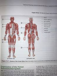 Human muscle system, the muscles of the human body that work the skeletal system, that are under voluntary control, and that are concerned with the following sections provide a basic framework for the understanding of gross human muscular anatomy, with descriptions of the large muscle groups. Solved Anatomy Physiology Laboratory Manual Main Versi Chegg Com