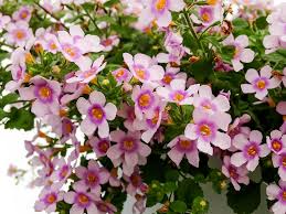 It is commonly known as waterhyssop (or water hyssop, though this is more misleading as bacopa is not very closely related to hyssop but simply has a somewhat similar appearance). Pink And Purple Bacopa Flowers Photograph By Cynthia Woods
