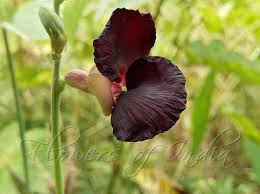 Image result for Macroptilium atropurpureum