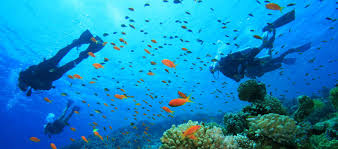 Scuba Diving Padi In Punta Cana El Tour Caribe
