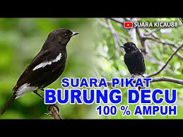 Oleh admin diposting pada 5 maret 2020. Pikat Burung Decu Herunterladen