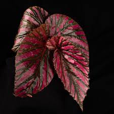 Image result for Begonia brevibracteata