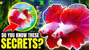 Image result for betta fish