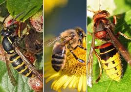 Finden sie ein wespennest im garten, planen sie das weitere vorgehen sorgfältig und reagieren nicht das heißt für sie, dass ein vorgehen gegen ein wespennest im spätsommer nicht mehr. Hande Weg Vom Wespennest Ratgeber Garten Tageblatt De
