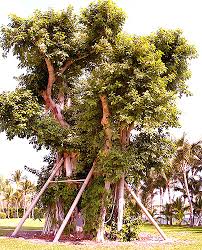 Image result for Ficus tremula