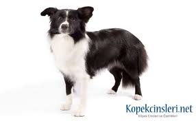 Border Collie Ozellikleri Bakimi Nasil Bir Kopektir