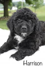Check spelling or type a new query. Mini Labradoodle Puppies For Sale Lancaster Puppies