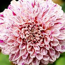 Dahlia Japanese Dancer Flora Flowers Bloom Blossom Pretty Flowers