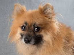 Maybe you would like to learn more about one of these? Pin On Doggies