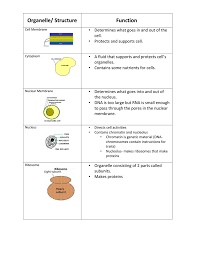 Maybe you would like to learn more about one of these? Organelle Structure Function